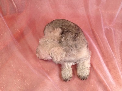 Male Wheaten colored Schnoodle Puppy for sale #6 Ready December 2012|Have a Schnoodle Puppy delivered to Newark, New Jersey this year for Christmas 2